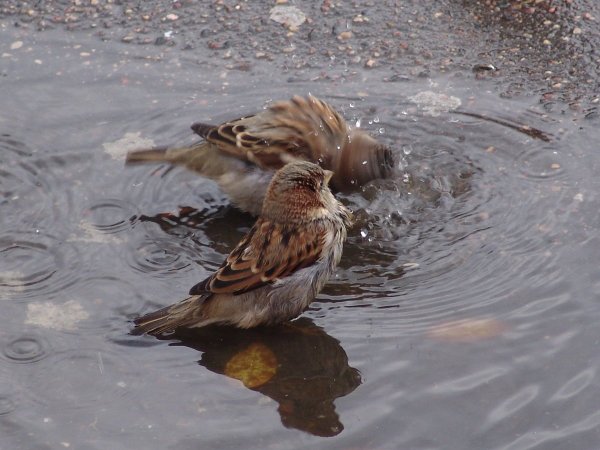 Воробьи купаются в луже