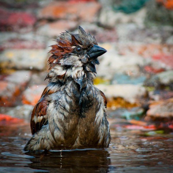 Промокший Воробей