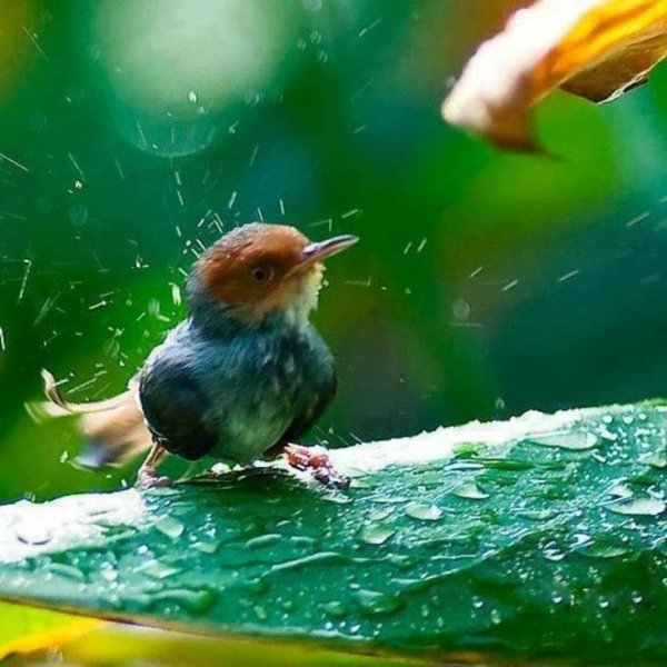 Птицы дождя