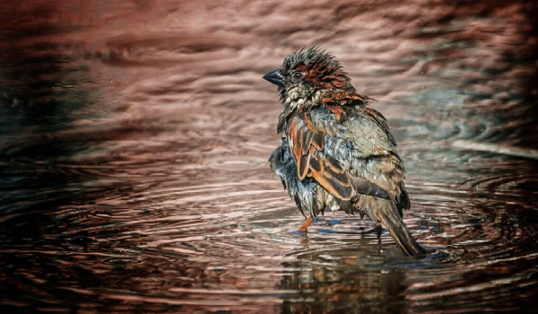 Воробей под дождем