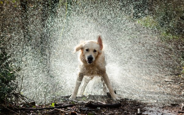 Собака отряхивается от воды