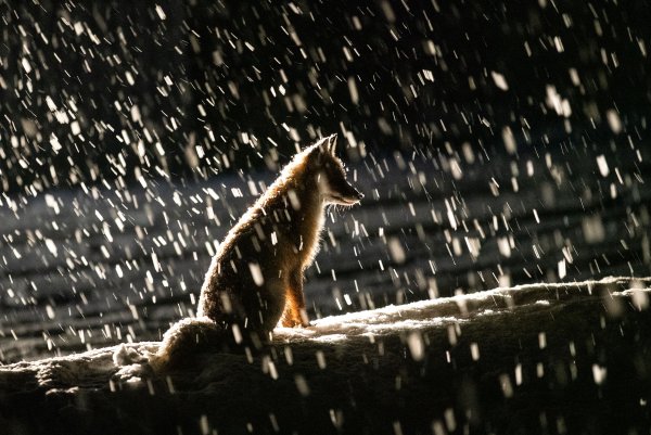 Лис под дождем