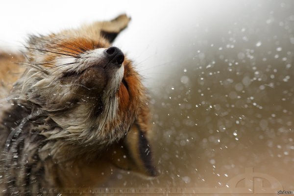 Мокрая лиса