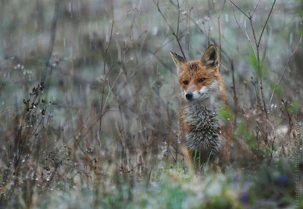 Мокрая Лисичка