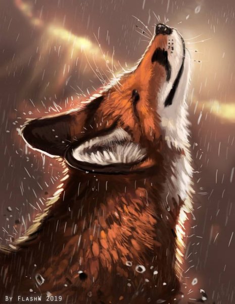 Лиса под дождем