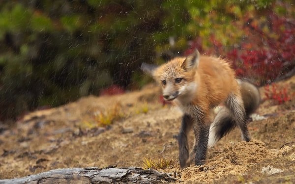 Мокрая Лисичка