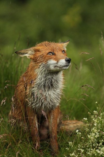 Мокрая Лисичка