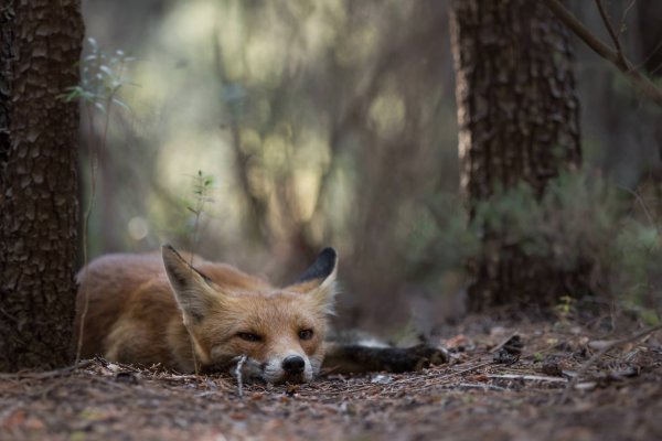 Грустная лиса