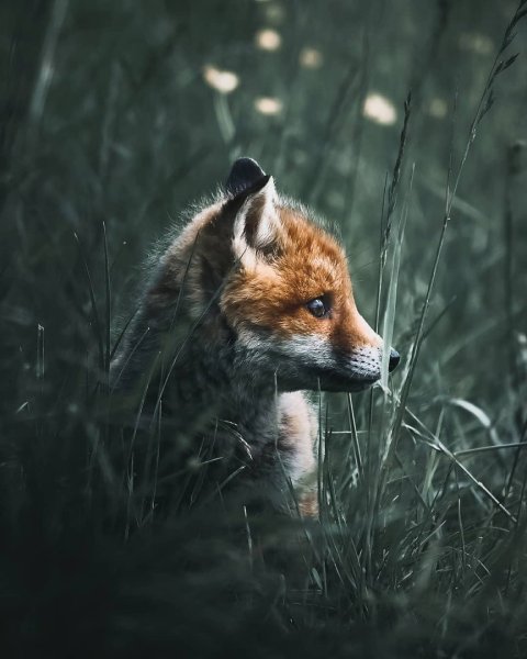 Лиса в листве