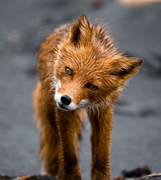 Мокрый Лисенок