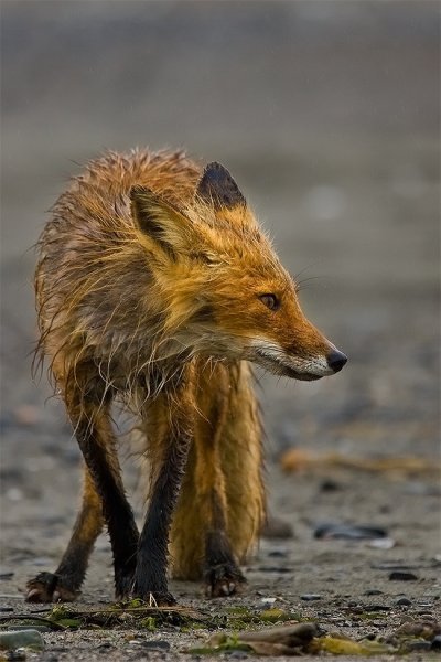 Грязная лиса