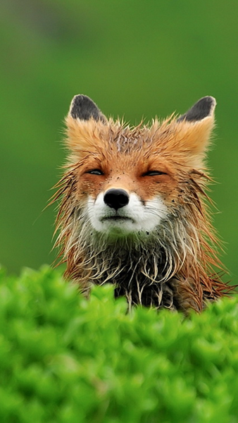 Мокрая Лисичка