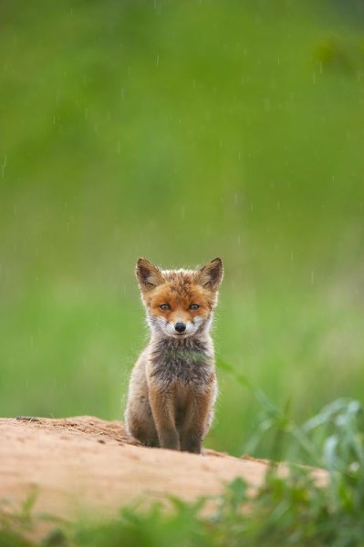 Мокрый Лисенок