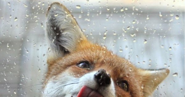 Лиса за стеклом