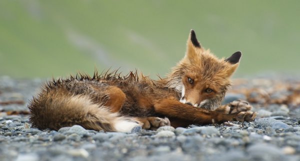 Мокрый Лисенок