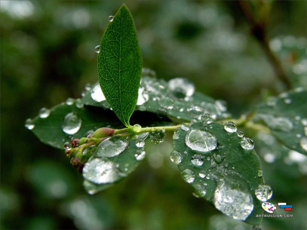 Стихи про капельки