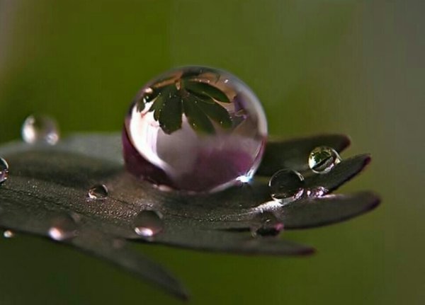 Капля на ладони