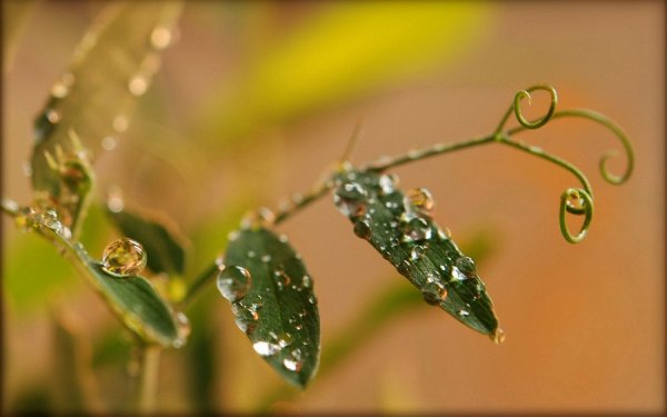 Веточка с капельками росы