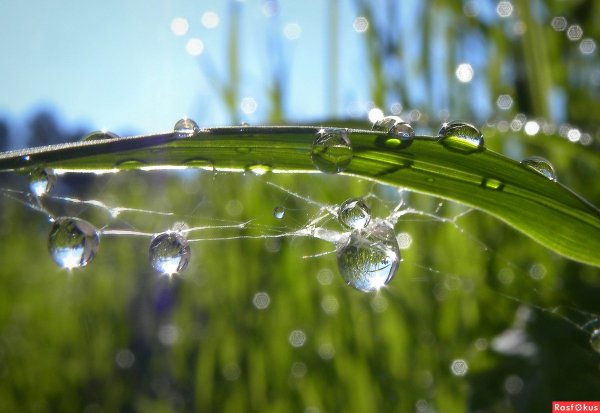 Роса это явление природы