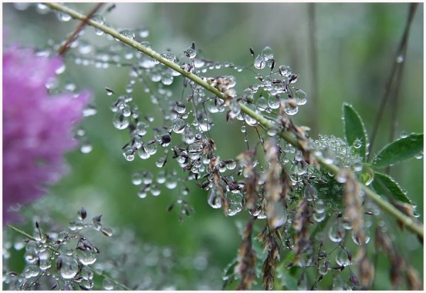 Черемуха в росе