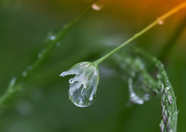 Слеза макро