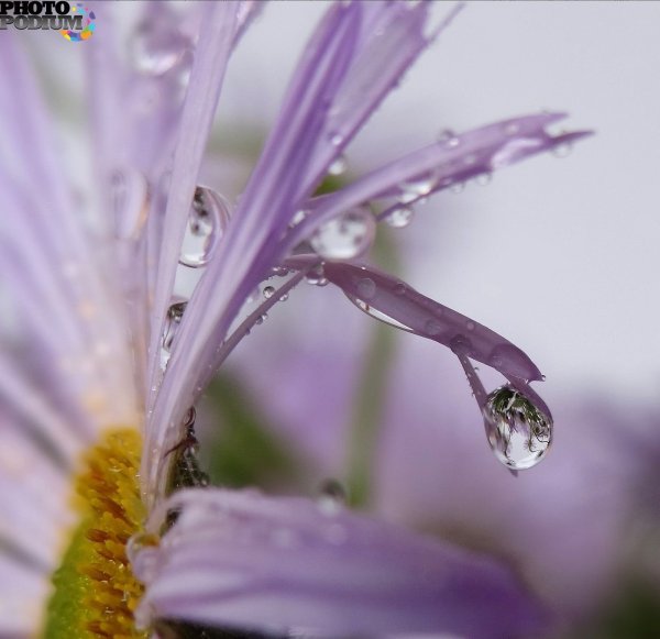 Утренняя роса на цветах