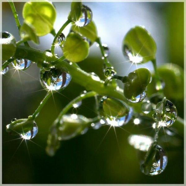 Весенняя роса