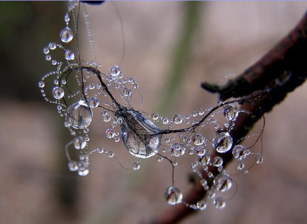 Роса на ветке