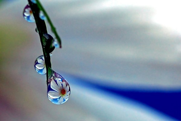 Природа в капле