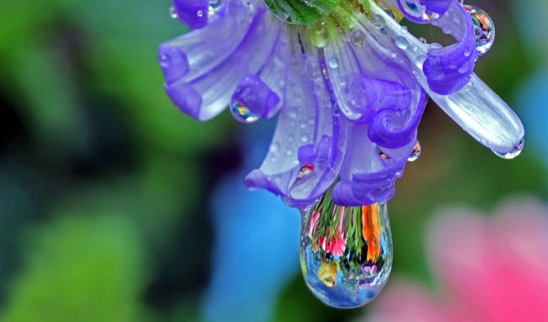 Росинка на цветке