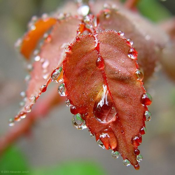 Капли дождя на листьях