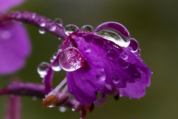 Роса на цветах