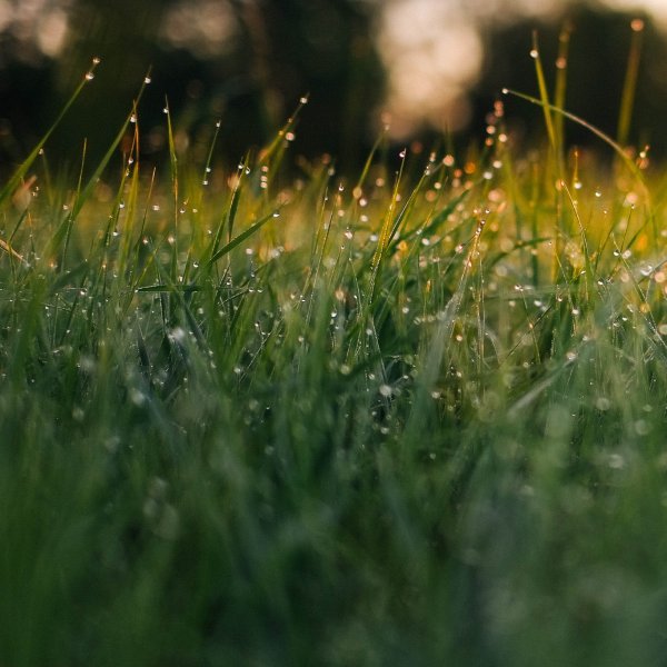 Green Meadow газон