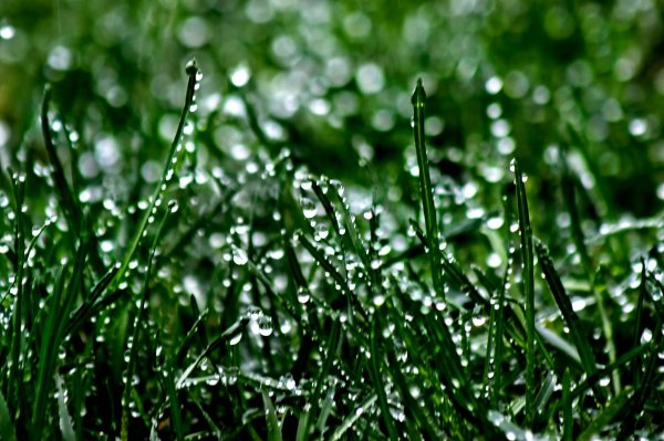 Дождь зелень