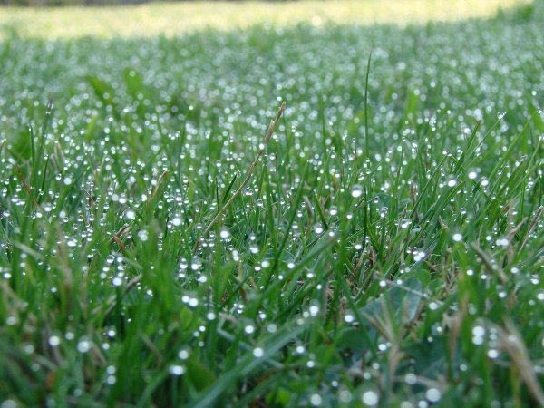 Утренняя роса