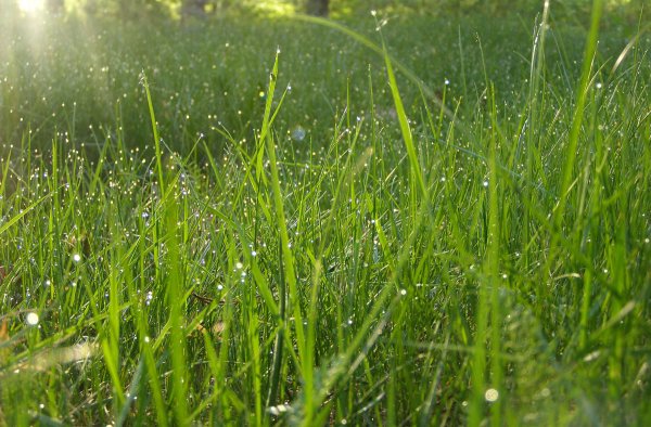 Дождь на траве