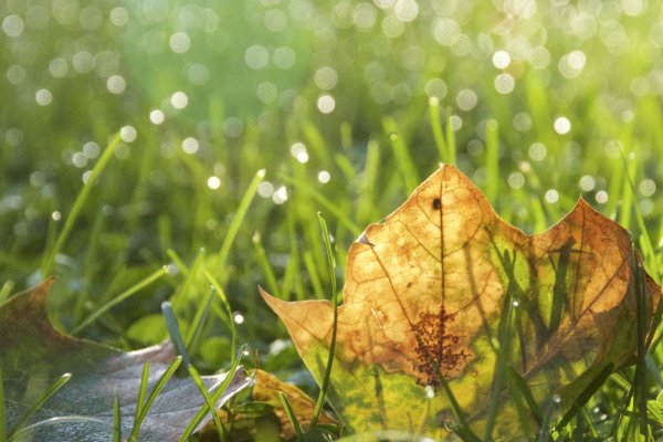 Природа листья роса