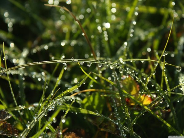 Капельки росы на траве