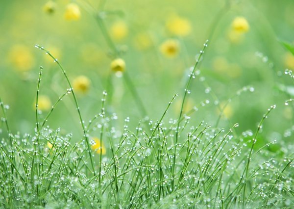 Иван – медвяные росы