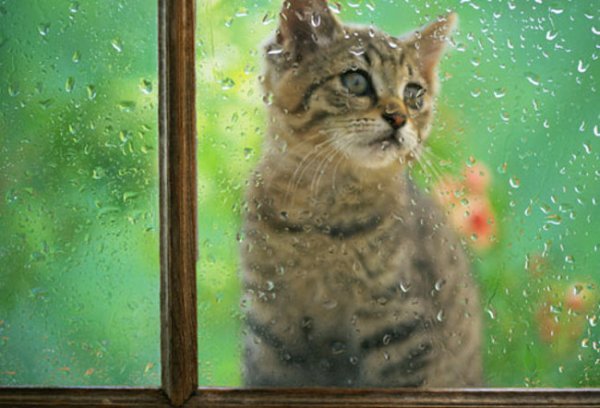 Кот окно дождь