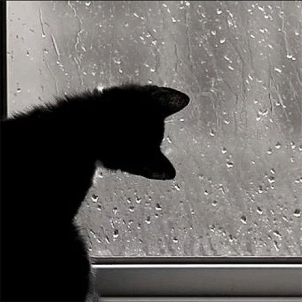 Кот у дождливого окна