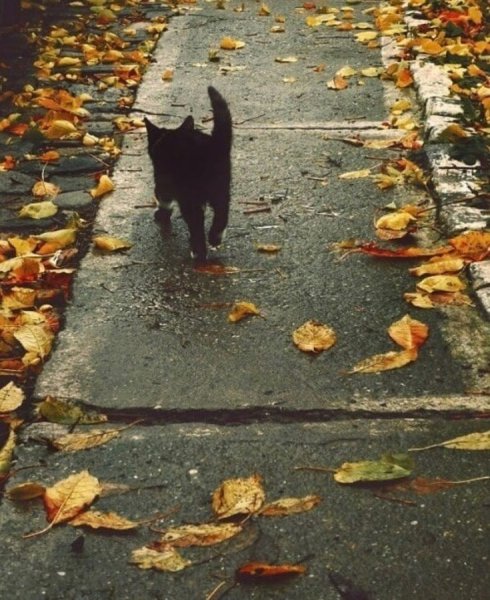 Кот осень дождь