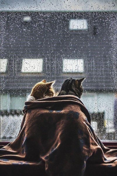 Кот и дождь за окном