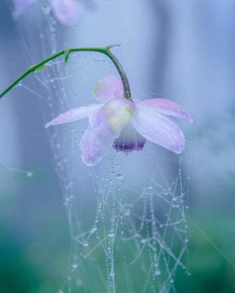 Цветы в тумане