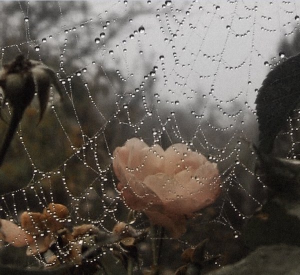 Нежные цветы под дождём