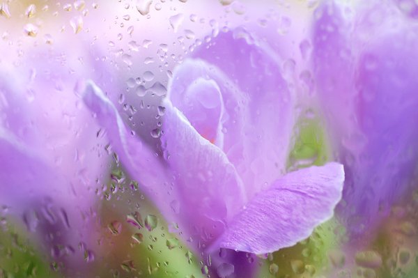 Нежный цветок