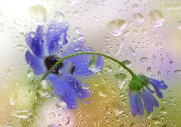 Цветы за мокрым стеклом