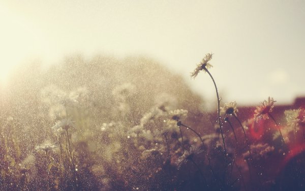 Светлая грусть