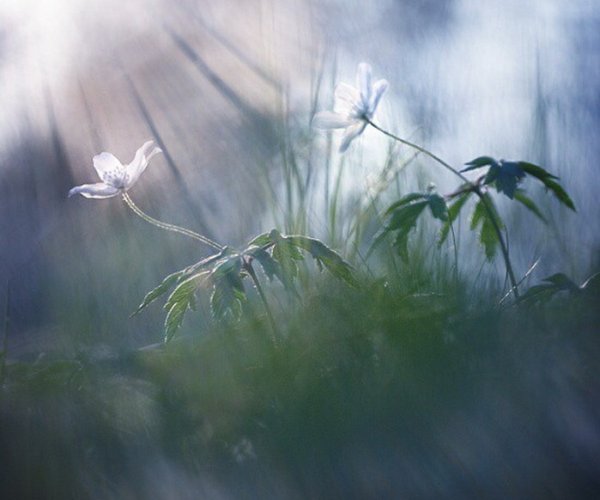 Цветы в утреннем тумане