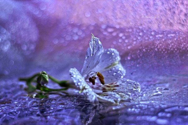 Лилия в каплях